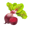 Barbabietola