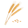 Segale