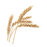 Grano